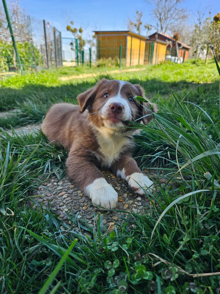 Bogdan Smigierzewski - Chiots disponibles - Berger Australien