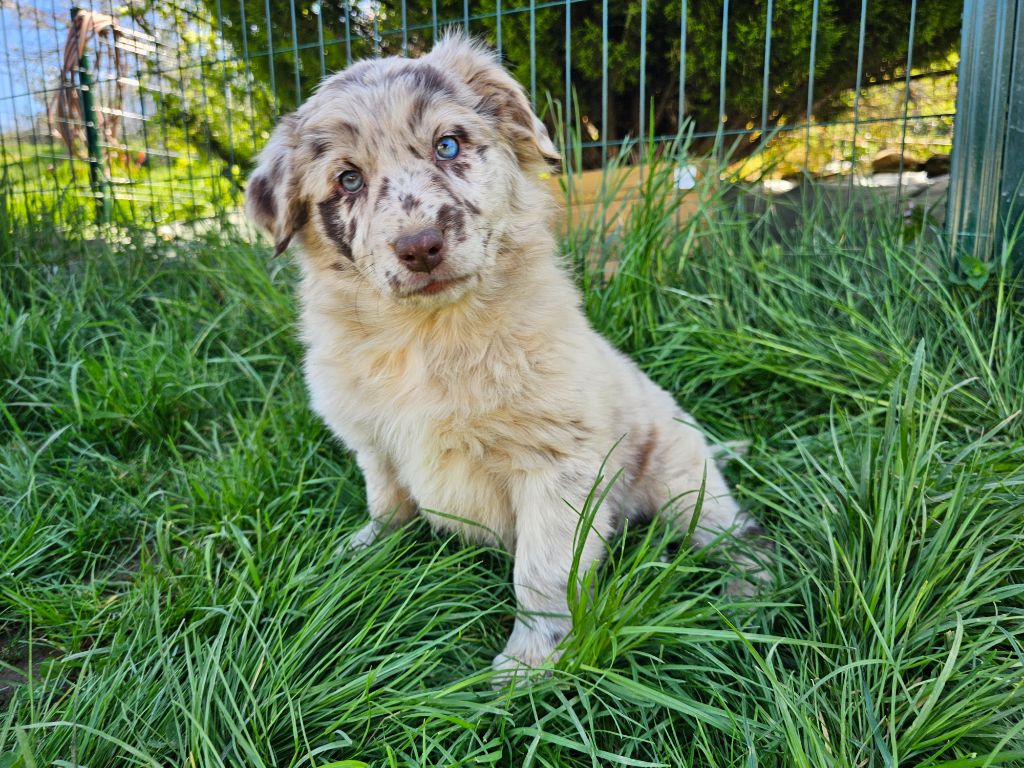 Bogdan Smigierzewski - Chiots disponibles - Berger Australien