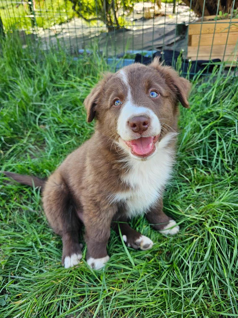 Bogdan Smigierzewski - Chiots disponibles - Berger Australien