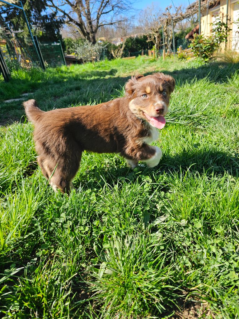 Bogdan Smigierzewski - Chiots disponibles - Berger Australien