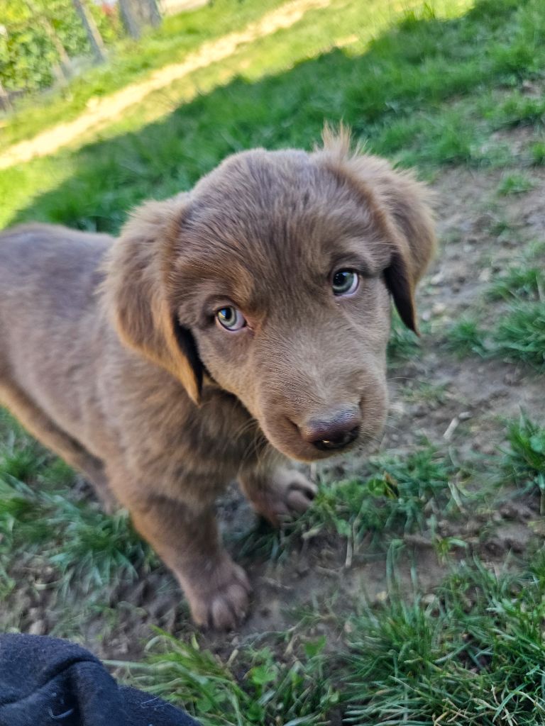 Bogdan Smigierzewski - Chiots disponibles - Berger Australien