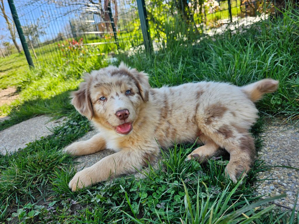 Bogdan Smigierzewski - Chiots disponibles - Berger Australien